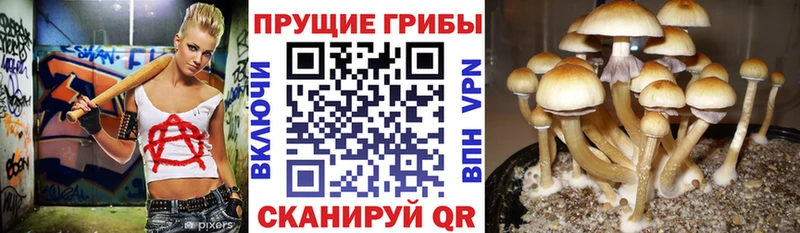 Псилоцибиновые грибы мицелий  Купить где  Оханск 